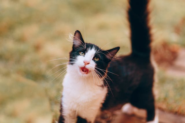 A black and white cat yawning